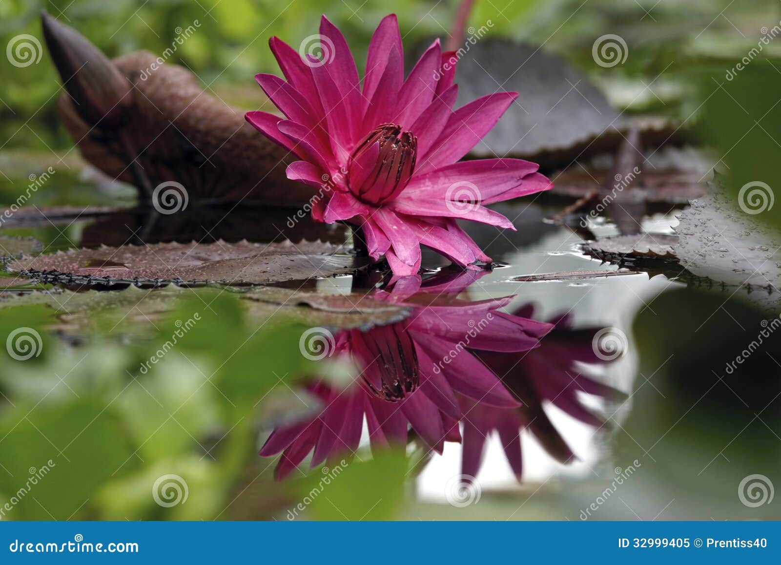 Rare Water Lily with Reflected Stock Image Image of blossom, leaves