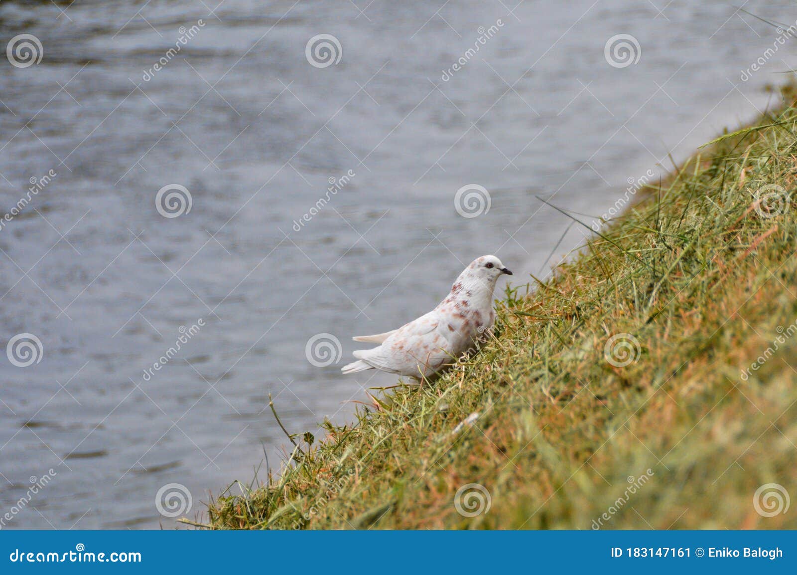 Rare White and Brown Pigeon at a Creek Stock Image Image of aquatic