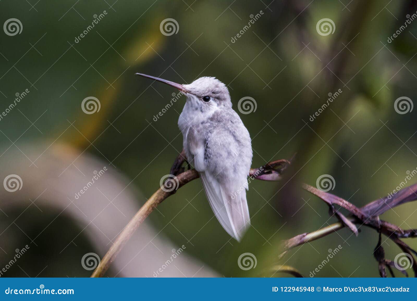 rare white leucistic magnificent hummingbird eugenes spectabilis in costa rica