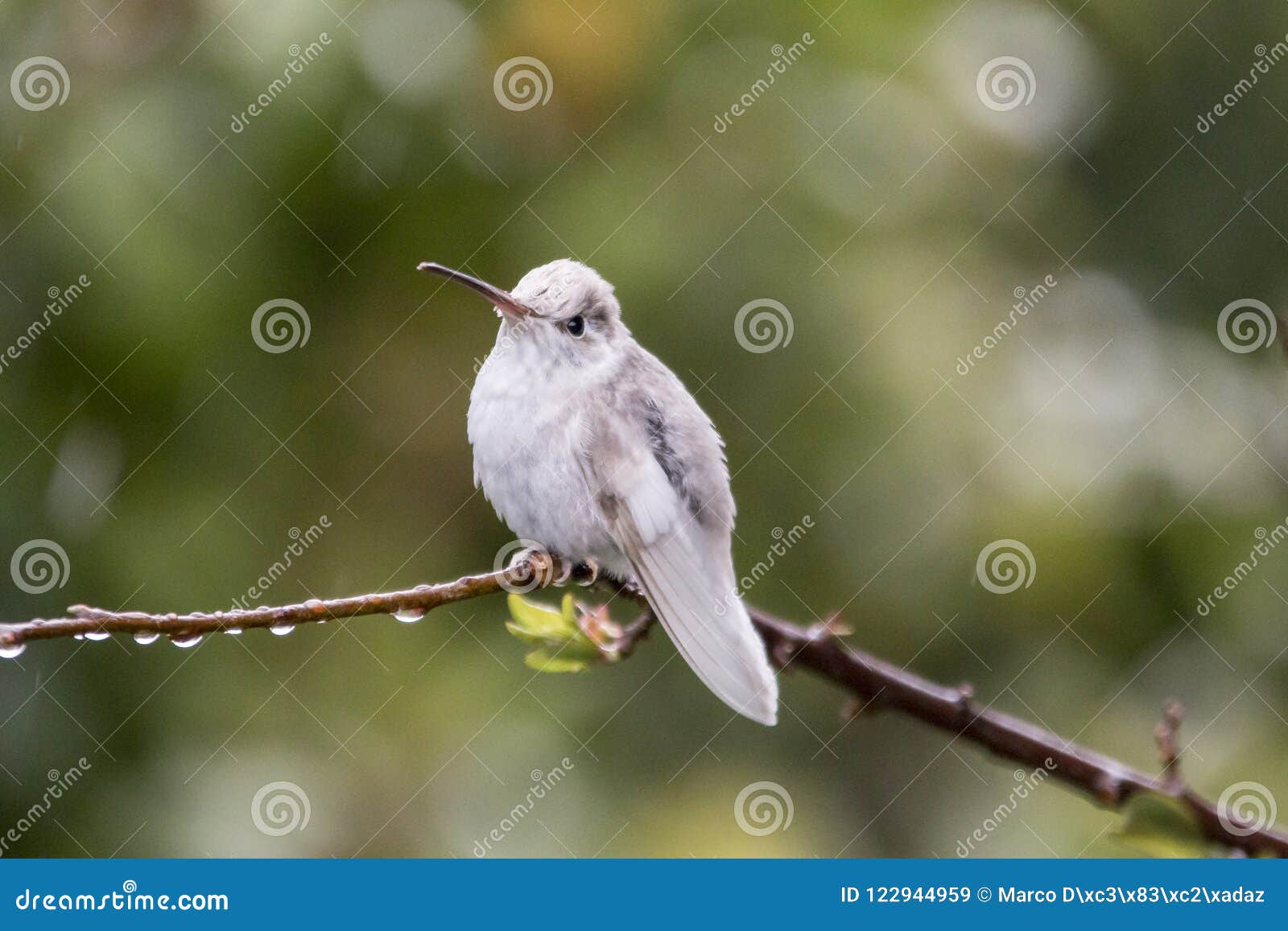 rare white leucistic magnificent hummingbird eugenes spectabilis in costa rica