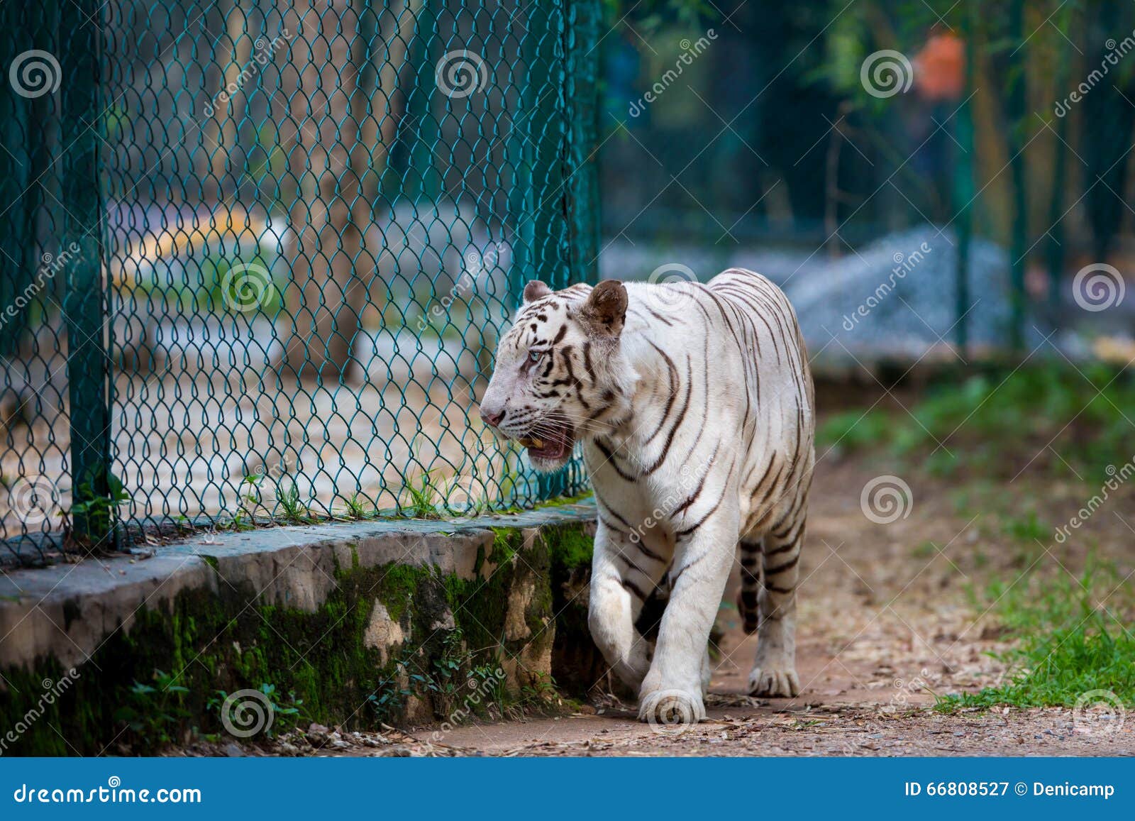 Rare White Tiger roaming wild. Tiger resting in a national park in India. These national treasures are now being protected, but due to urban growth they will never be able to roam India as they used to.