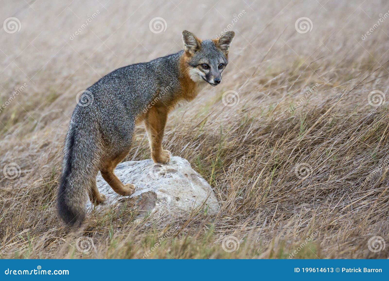 rare island fox in channel islands national park