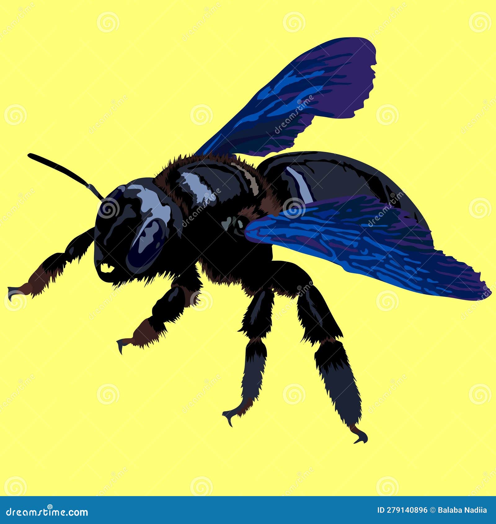 Xylocopa Violacea Stock Illustrations – 2 Xylocopa Violacea Stock ...