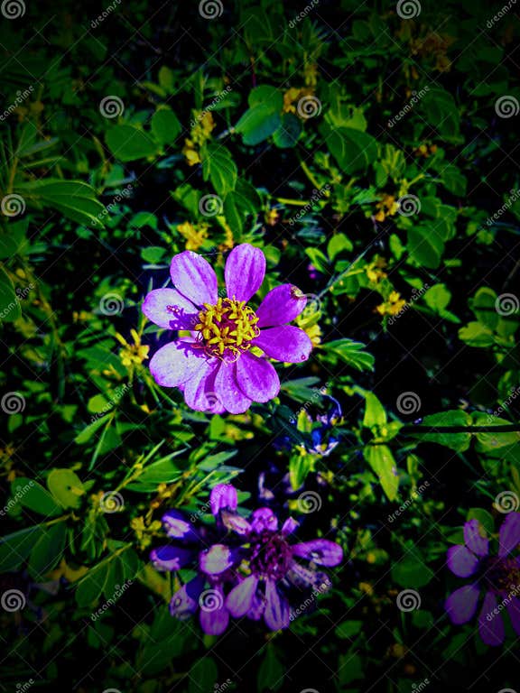 Rare Zenia flower stock image. Image of threatened, species - 197062659