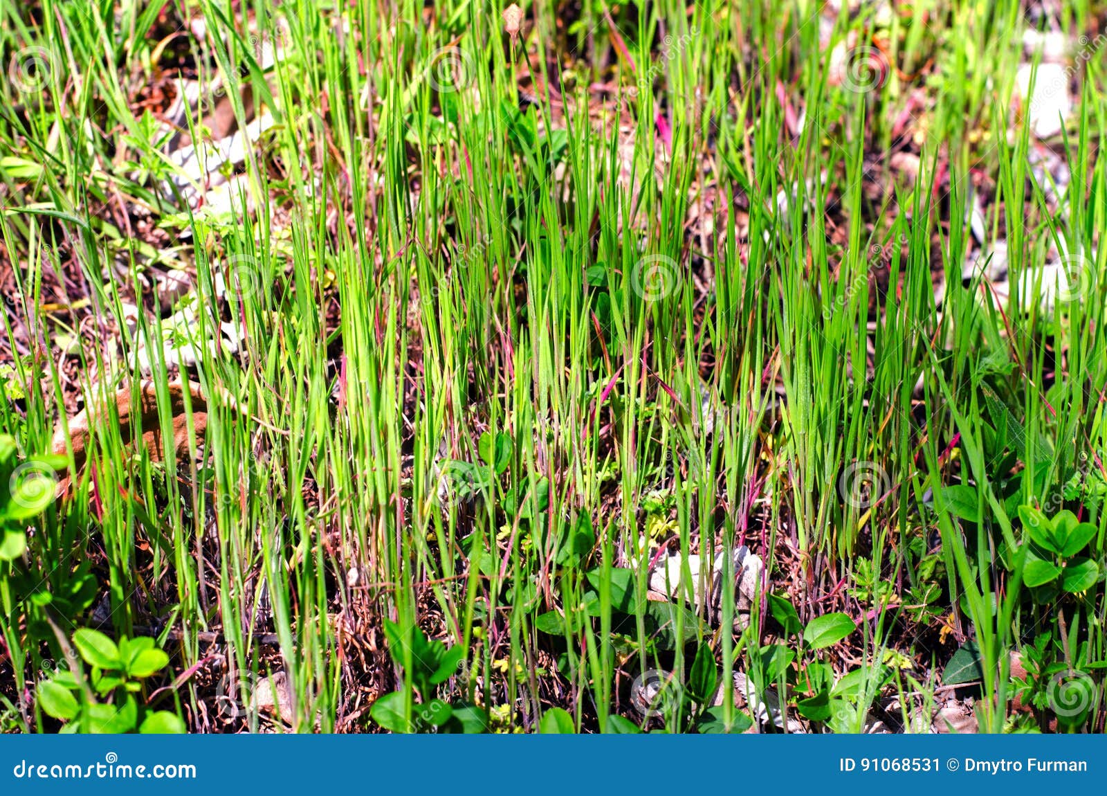 Rarely Growing Young Grass in Early Spring. Stock Image Image of