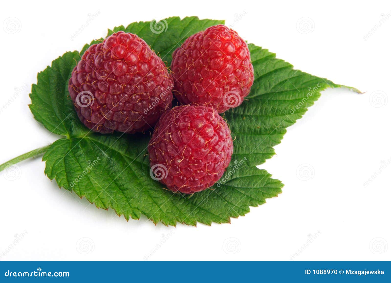 Fresh raspberries on the leaf.