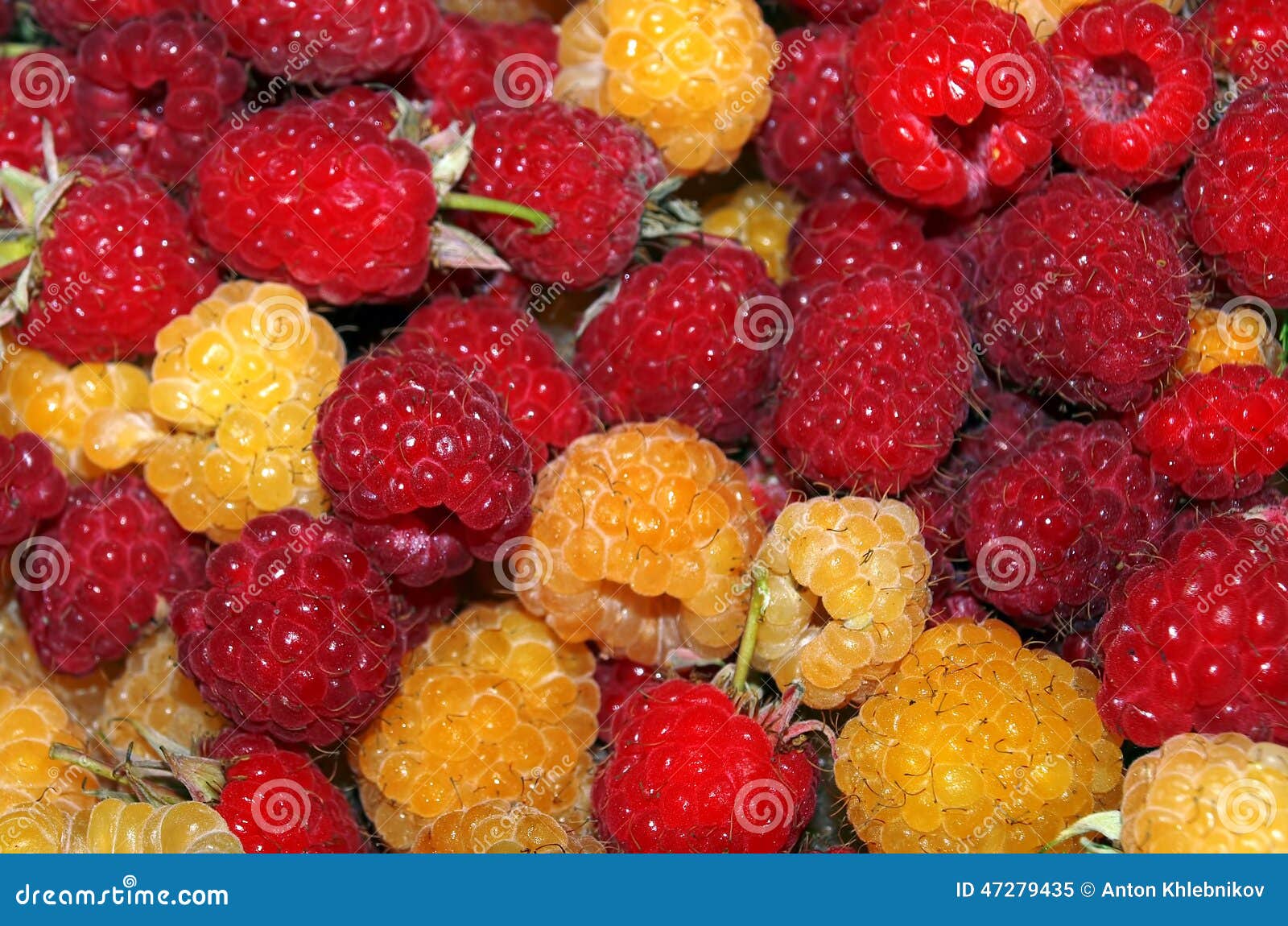 Raspberry bicolor stock image. Image of berries, food 47279435
