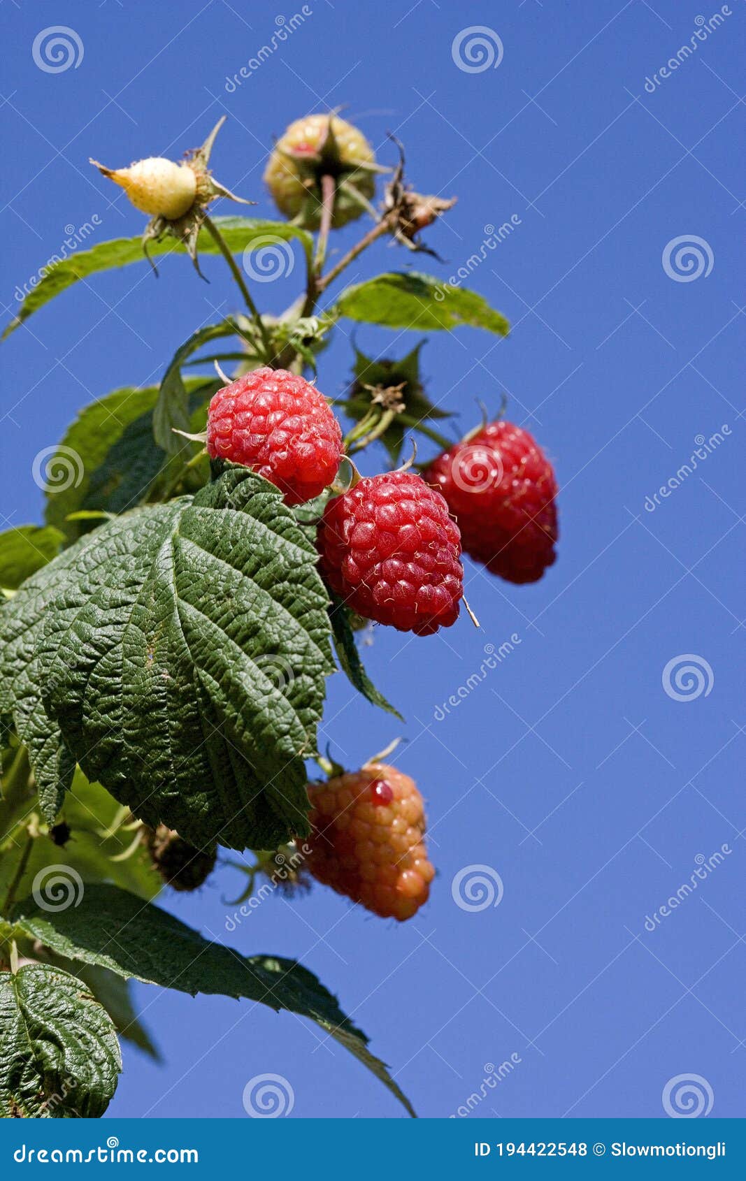 RASPBERRIES in NORMANDY stock photo. Image of color 194422548