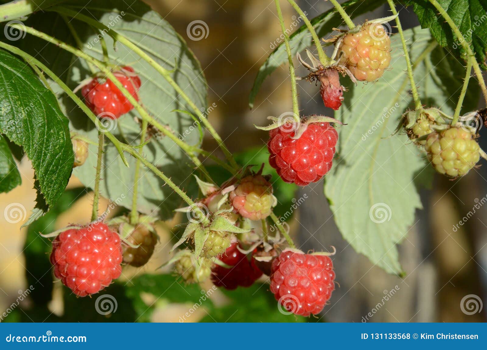 Raspberries in sunlight stock photo. Image of edible 131133568