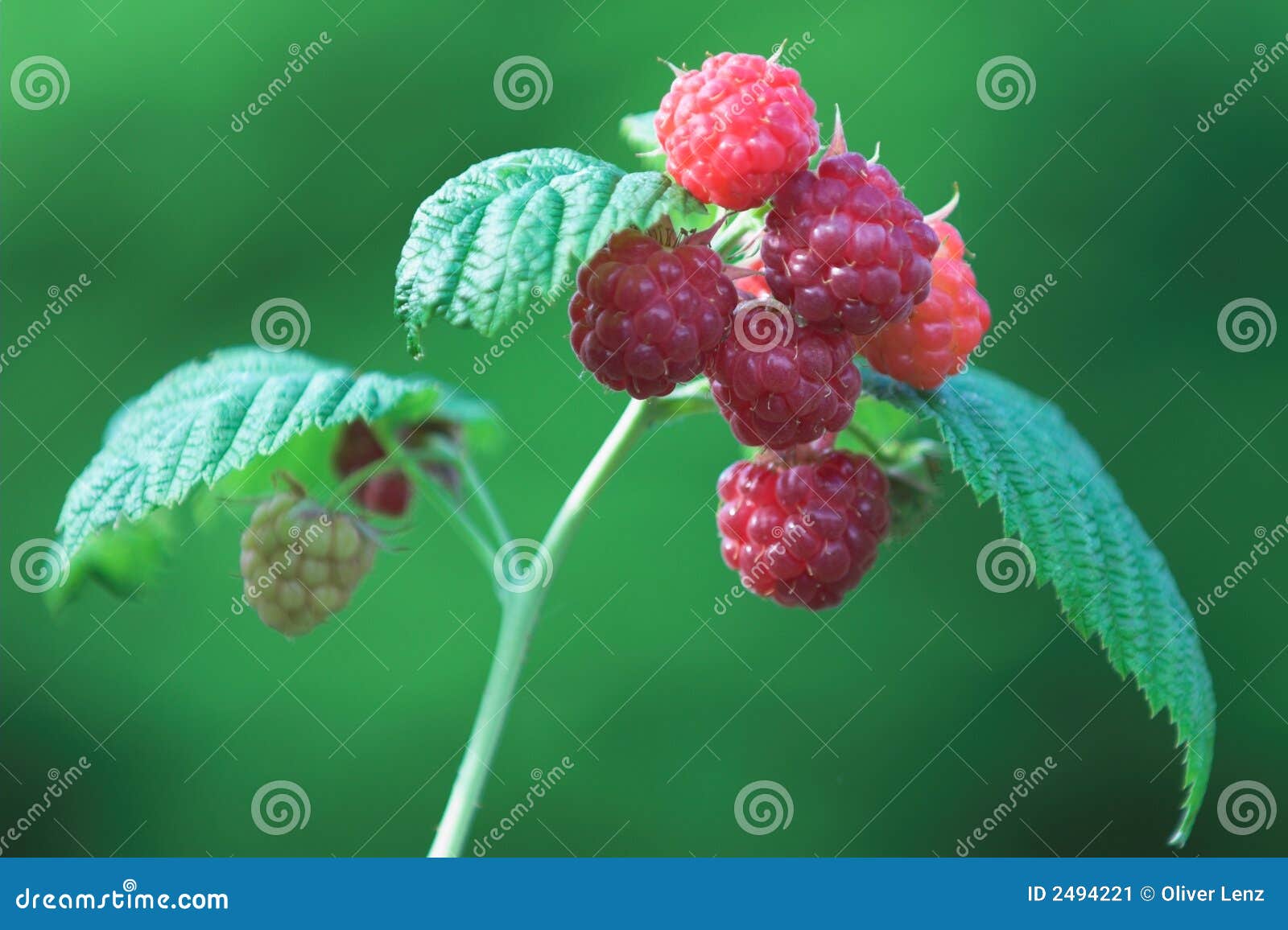 Raspberries on vine stock image. Image of flora, delicious 2494221