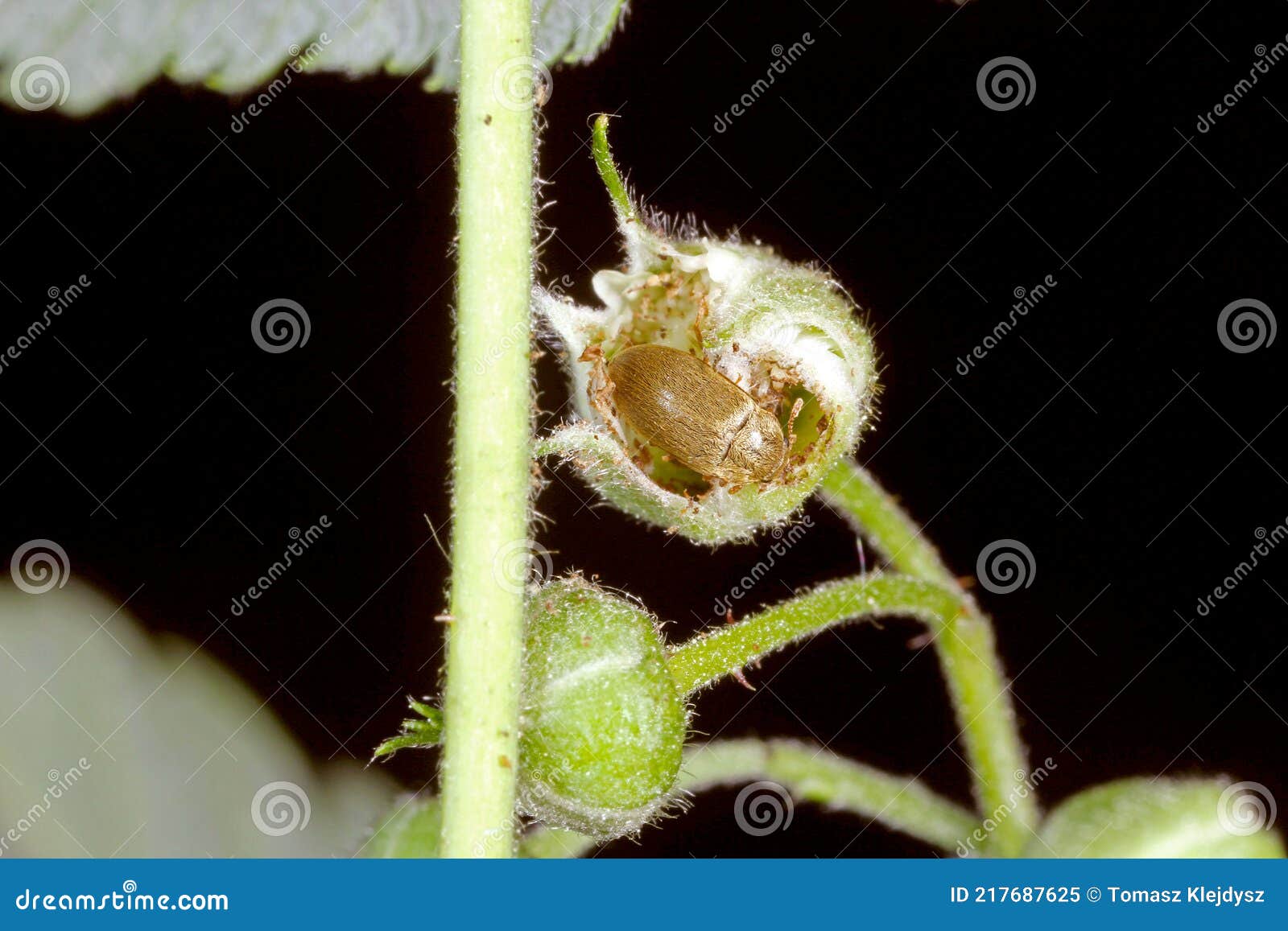 Raspberry Beetle Byturus Tomentosus. it is a Beetles from Fruit Worm