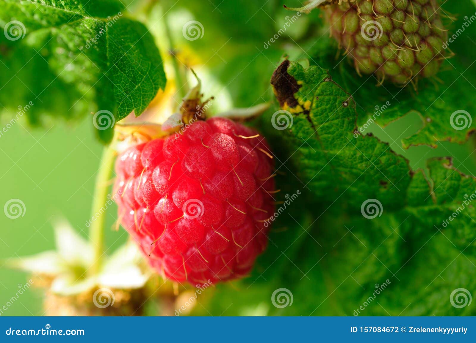 raspberry on a branch with green leafs