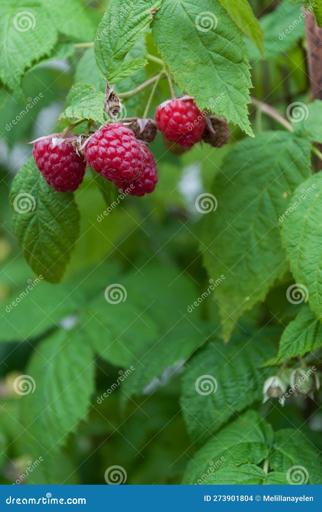 raspberry on a branch