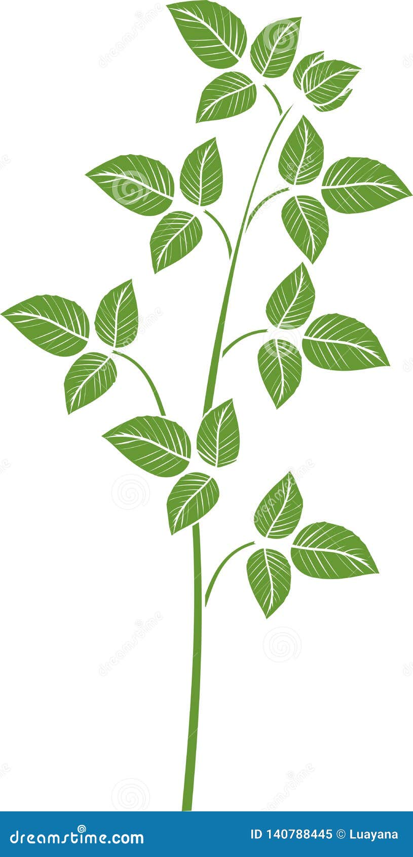raspberry branch with green leaves