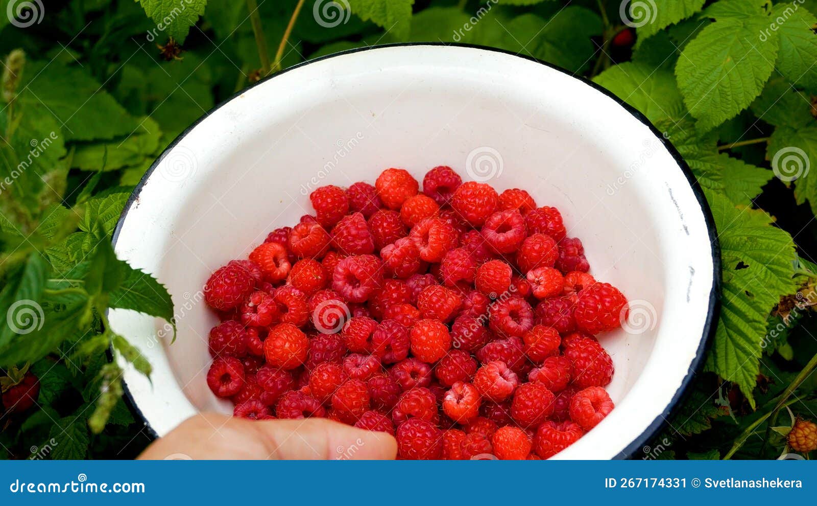 A Raspberry Bush and a Bowl with Freshly Picked Raspberries in Your