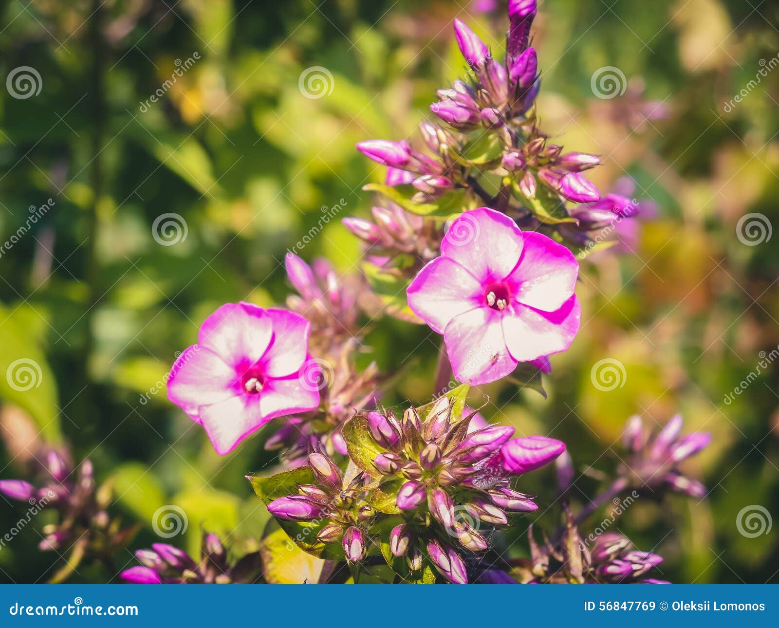 Raspberry Delphinium with Lots of Buds Stock Image Image of flower
