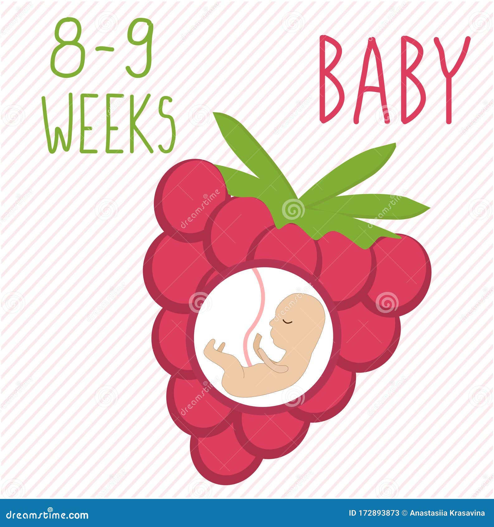 Raspberry Desarrollo Del Embarazo, Tamaño Del Embrión Durante 26-27 Semanas Comparar Con Feto Humano Dentro Del útero 2 Me Stock de ilustración - Ilustración de sano, parto: 172893873