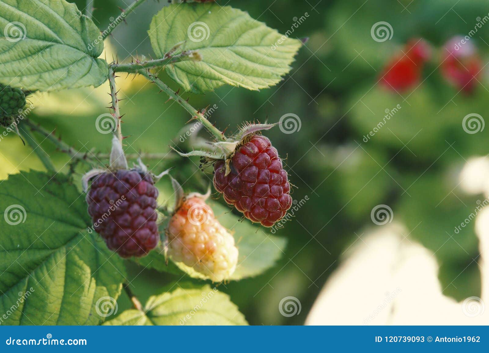 Raspberries Fruits on Forest Stock Image Image of flavour, brambles 120739093