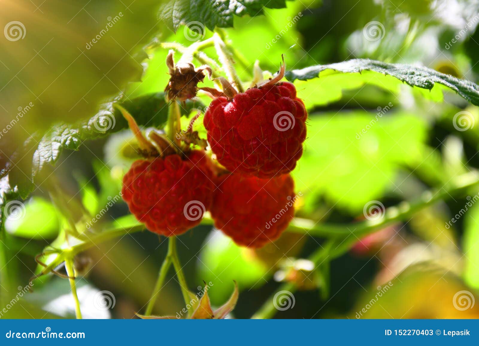 Raspberry Hanging on a Branch, a Bush of Raspberries in the Sunlight