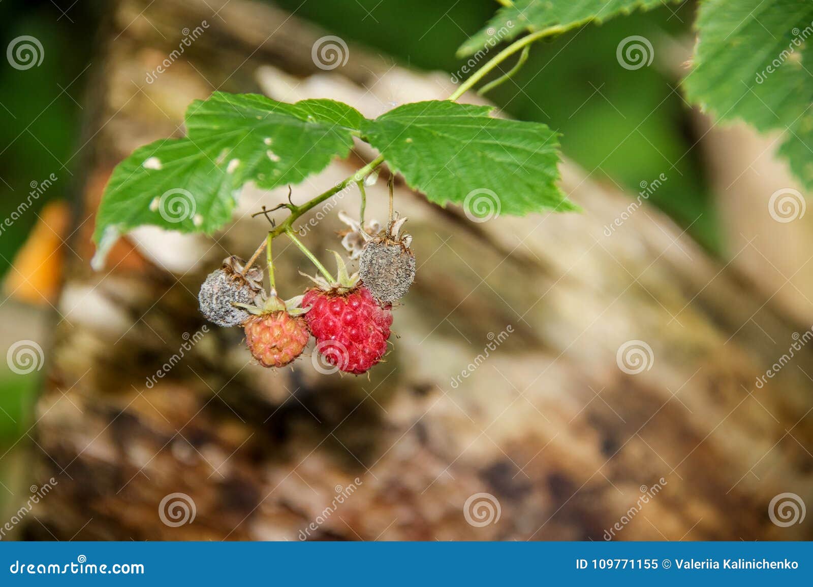 Raspberry Life Cycle on One Branch Stock Image Image of fresh