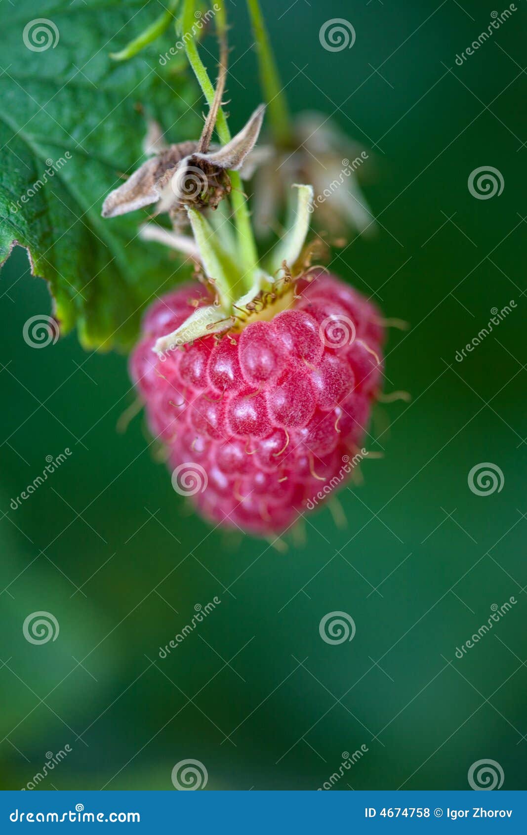 Raspberry macro stock photo. Image of natural, sweet, nature 4674758