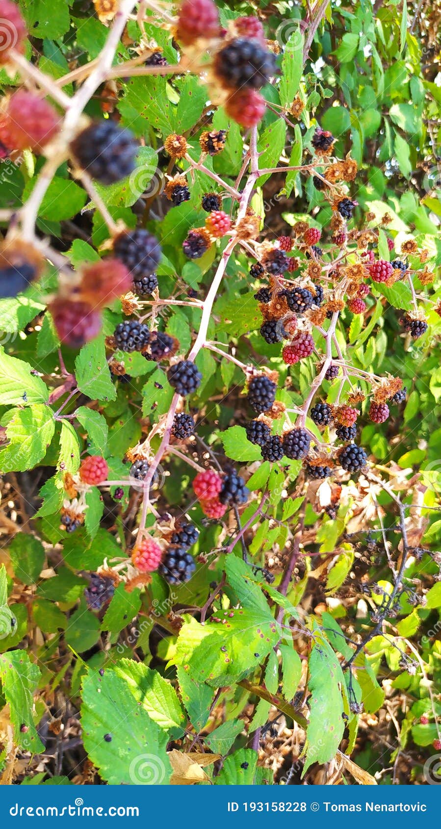 Raspberry Pickles Dark Black Red Green Berries in Portugal Stock Photo