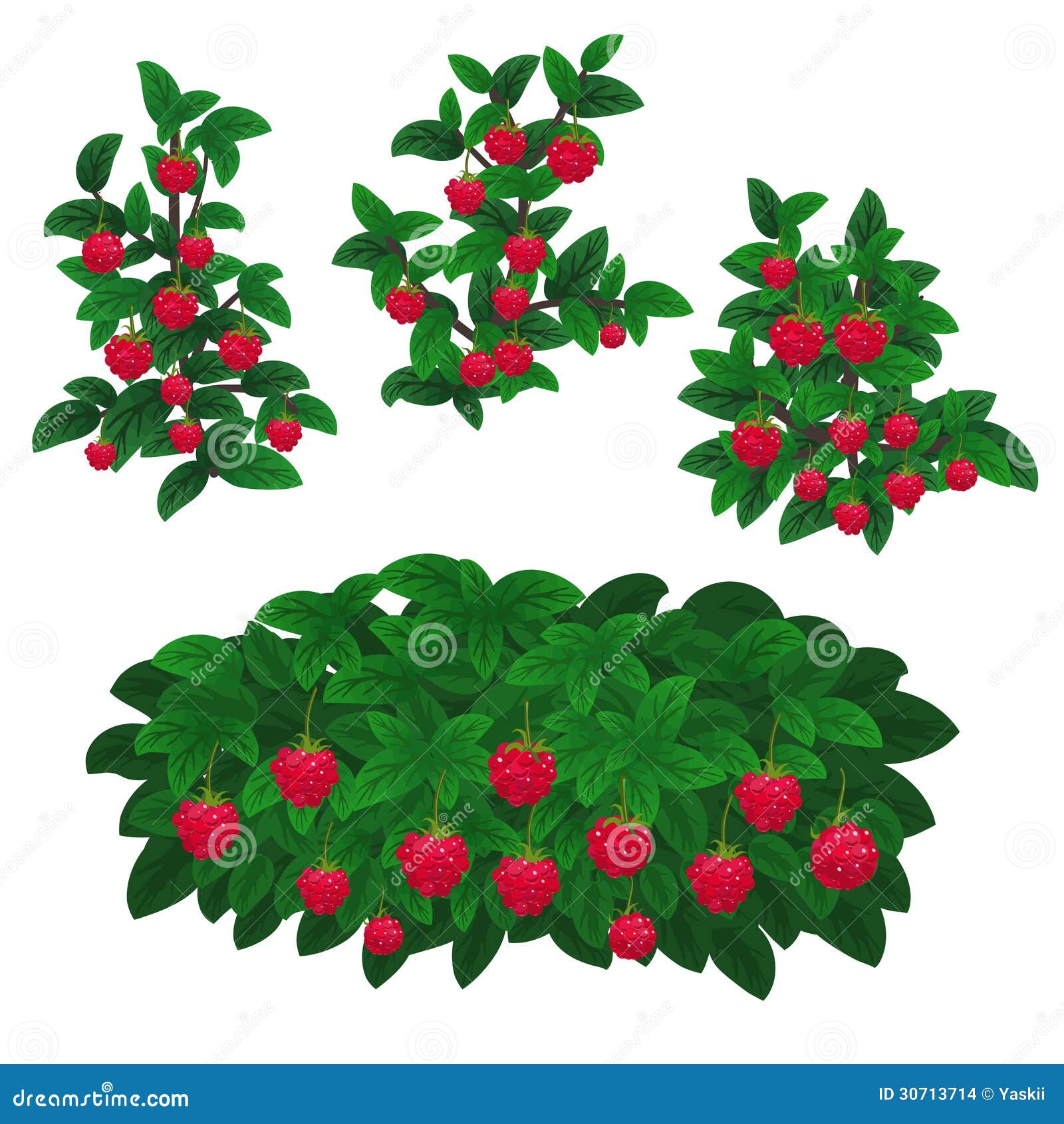 Raspberry Plant Stock Illustrations - 8,631 Raspberry Plant Stock Illustrat...