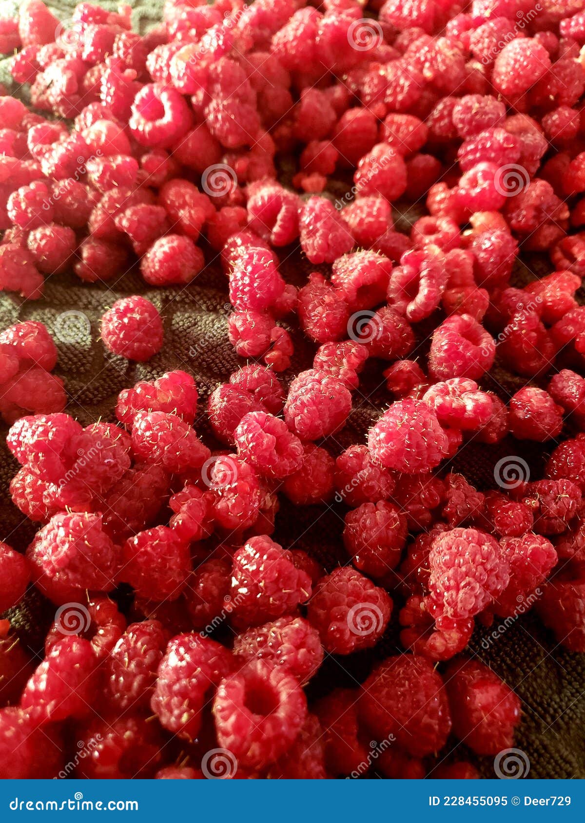 Raspberry Red Fruit Harvesting Farm Season Stock Image Image of
