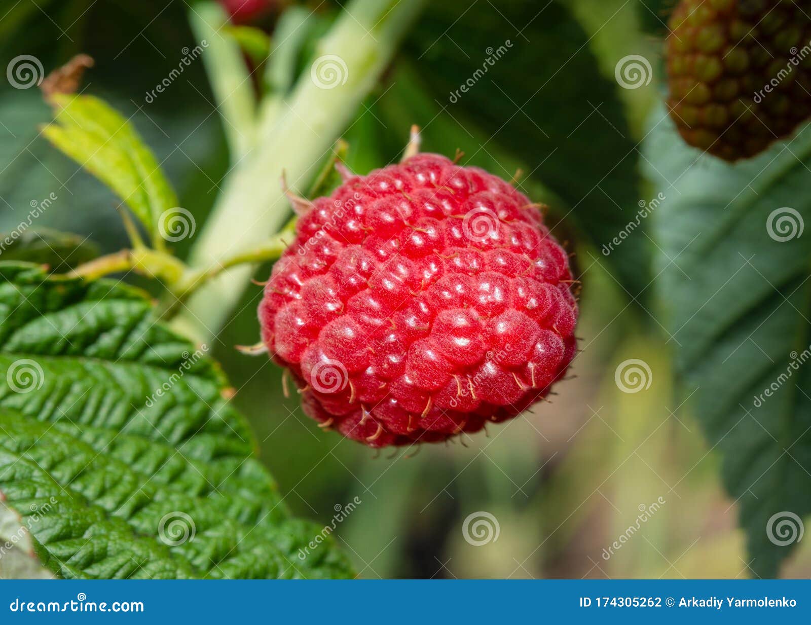Ripe Juicy Raspberry Berry. Stock Photo Image of delicious, garden 174305262