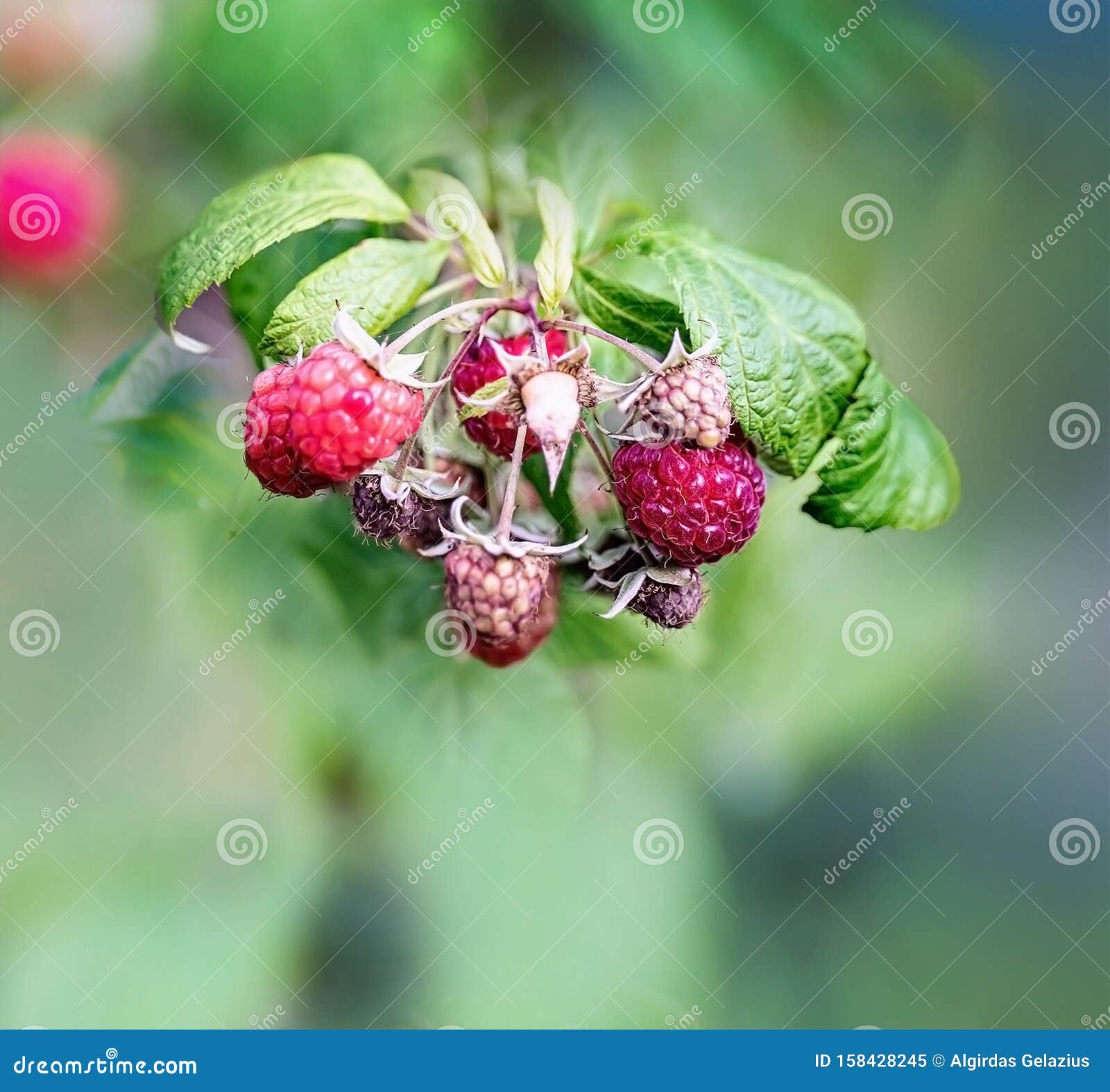 Raspberry Shrub during Drought Stock Image Image of tasty, sweet