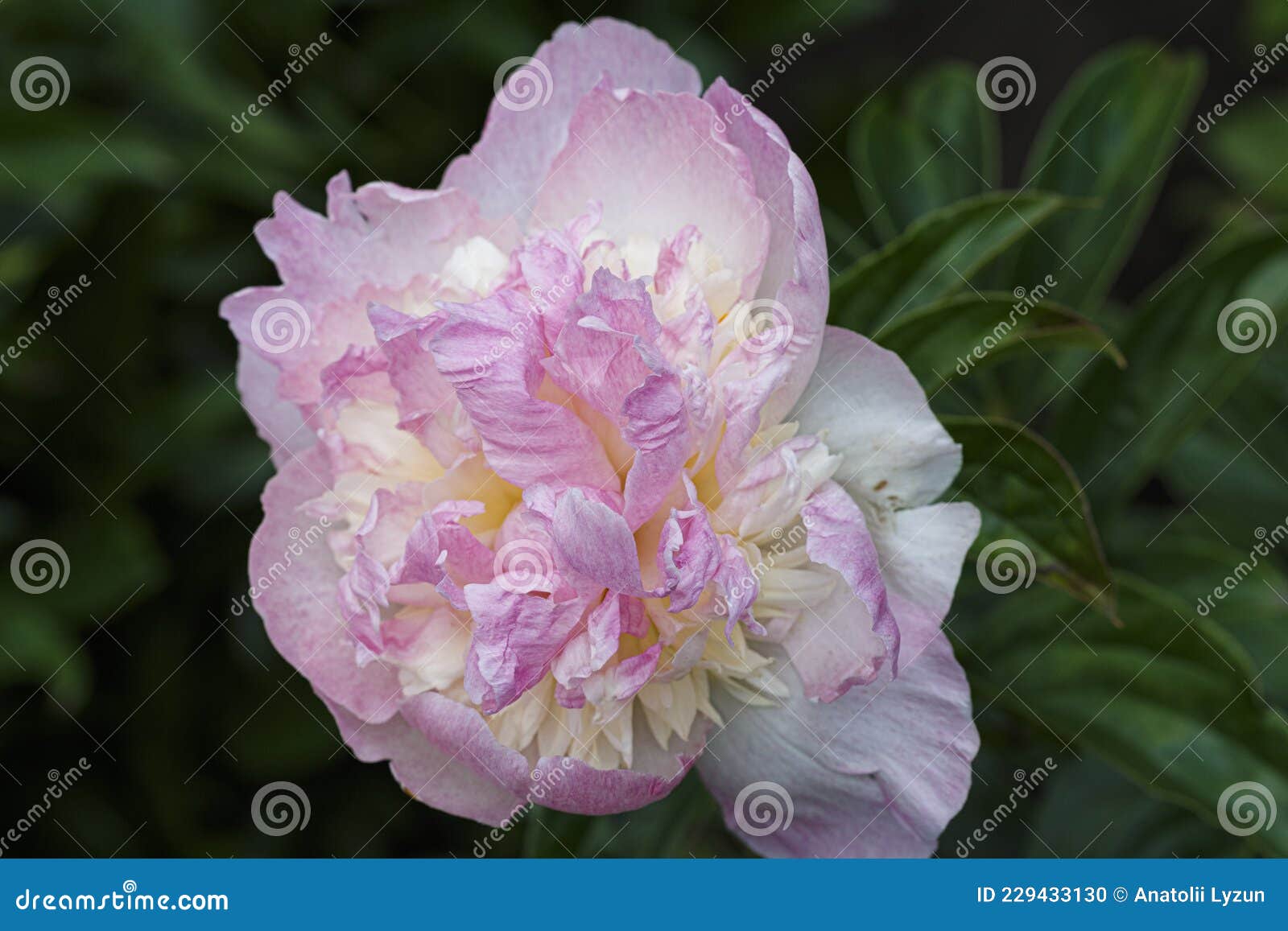 raspberry sundae double pink and creamy white flower peony lactiflora in summer garden, close-up