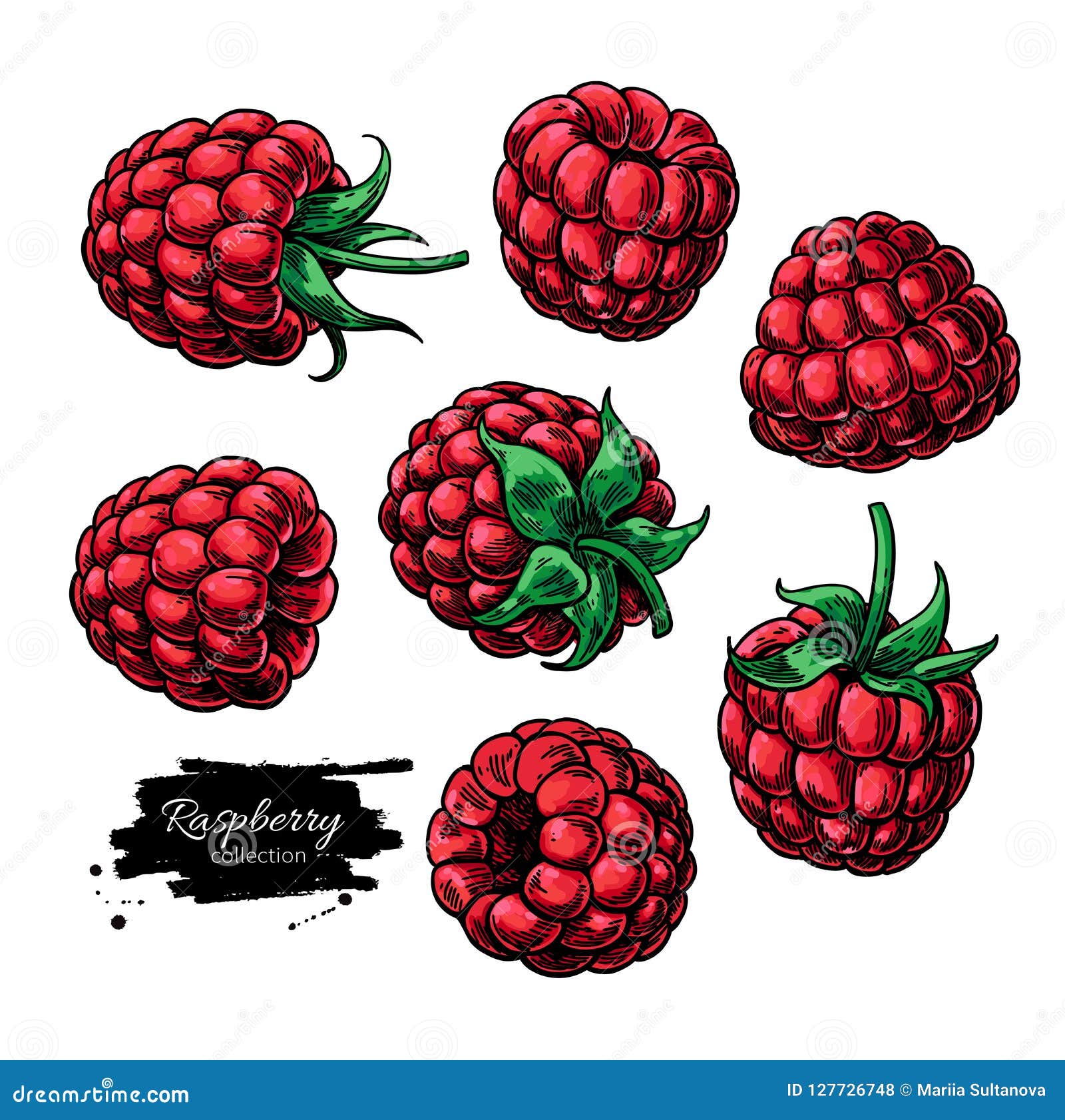 Raspberry Vector Drawing. Isolated Berry Sketch on White Backgro Stock