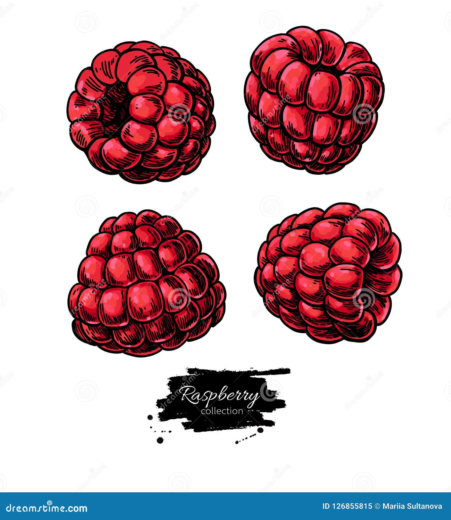 Raspberry Vector Drawing. Isolated Berry Sketch on White Backgro Stock