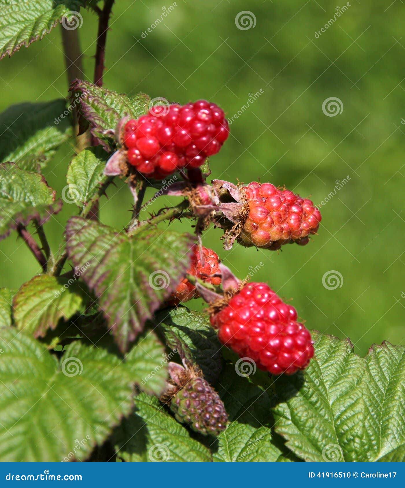 Salmonberries stock photo. Image of fresh, wild, mature 41916510