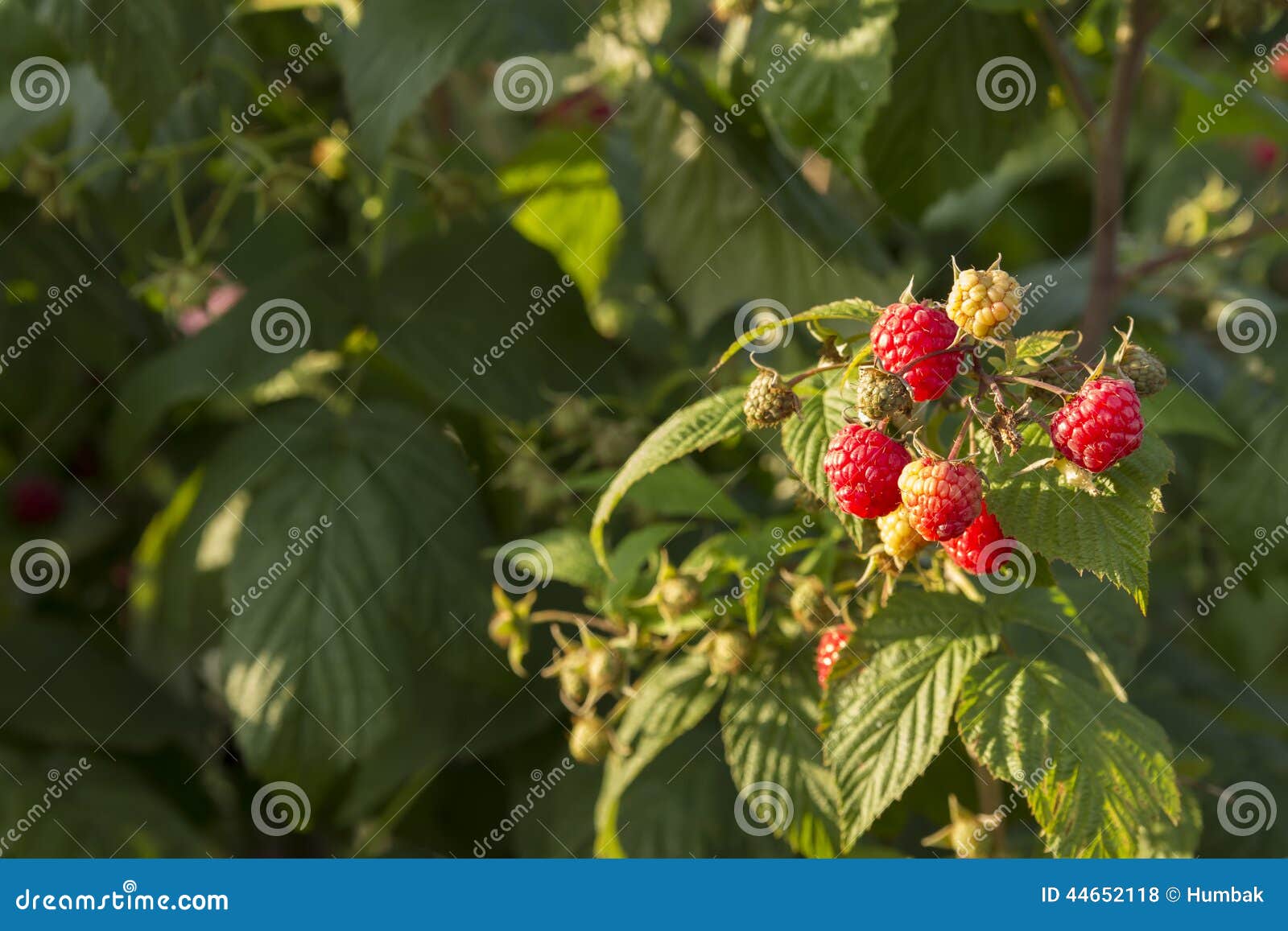 Rasperry bunch stock photo. Image of orchard, agriculture 44652118
