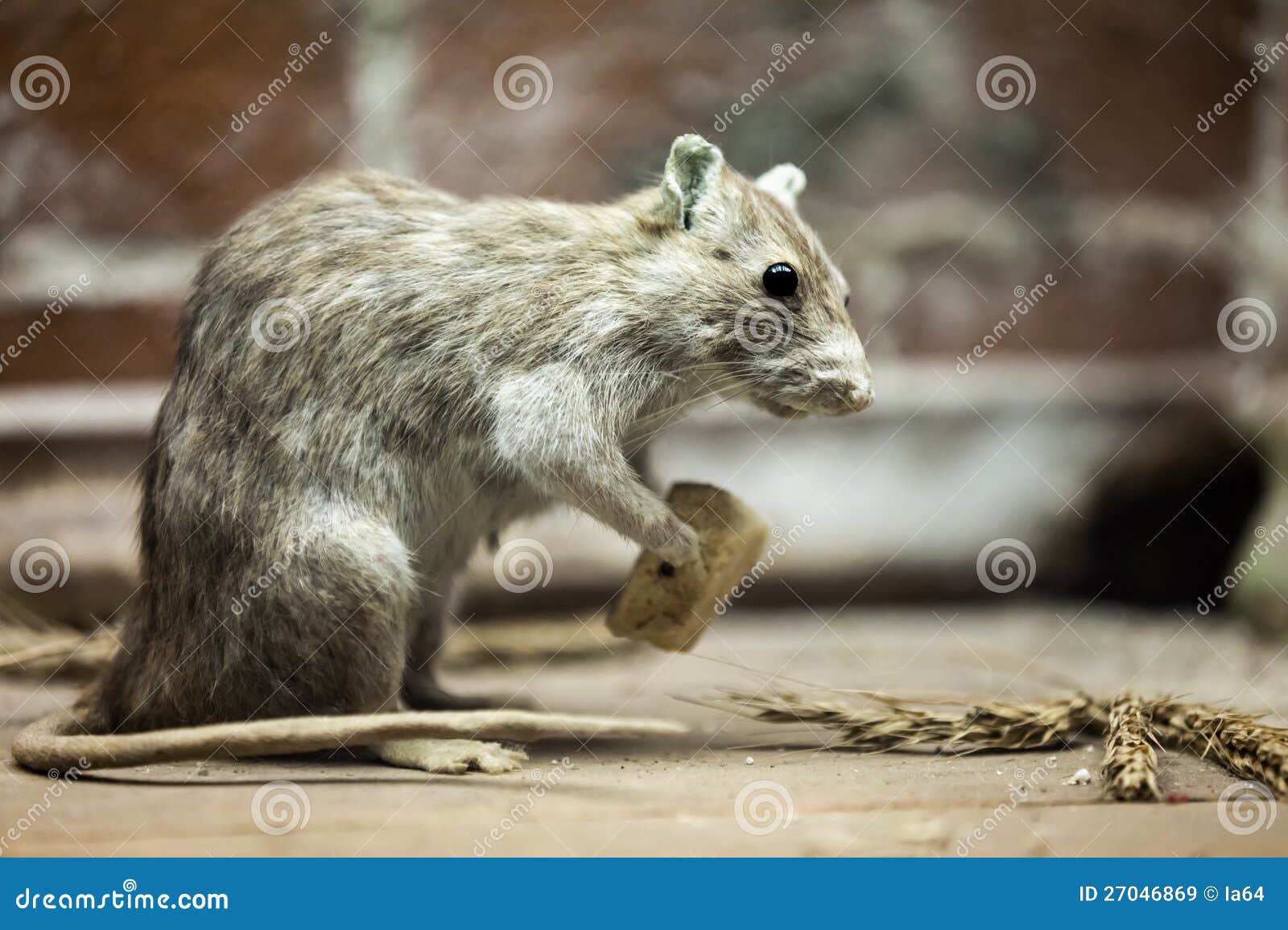 Rat Animal Eating Bread Food Stock Image - Image of product, hole: 27046869