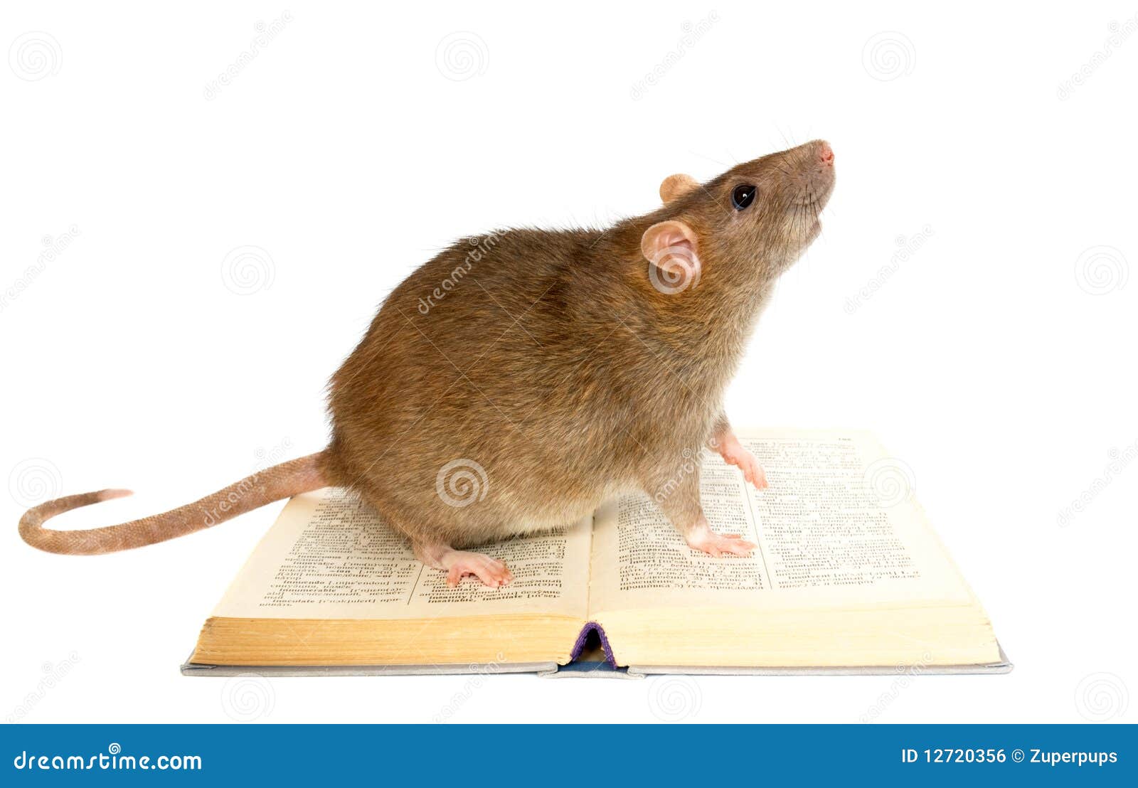 Rat And Book Stock Photo Image Of Animal Information