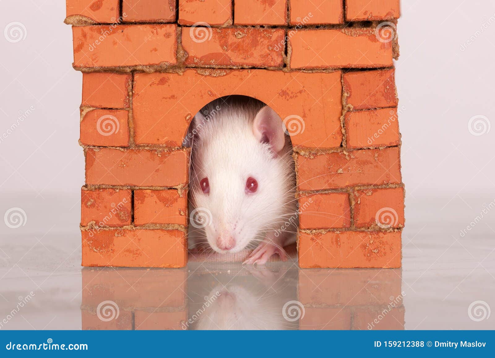 Rat in a brick house stock photo. Image of brick, white 159212388