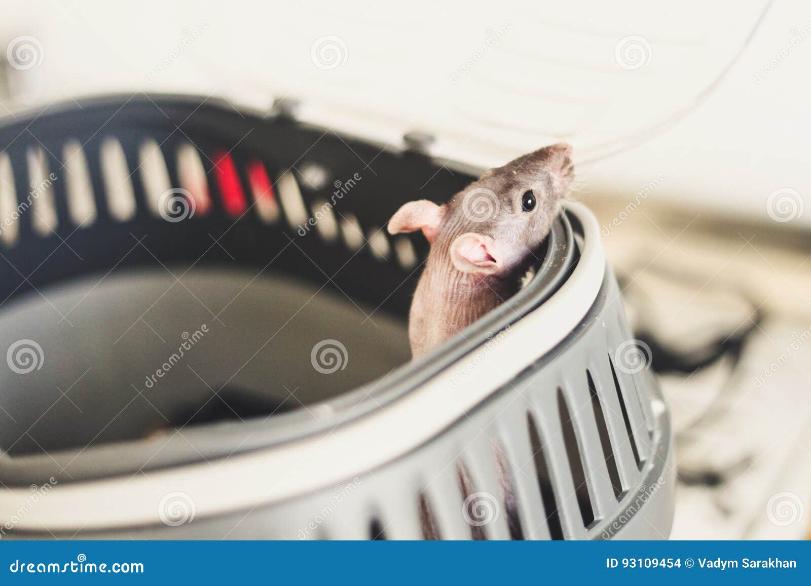 https://thumbs.dreamstime.com/z/rat-cage-peeps-out-93109454.jpg