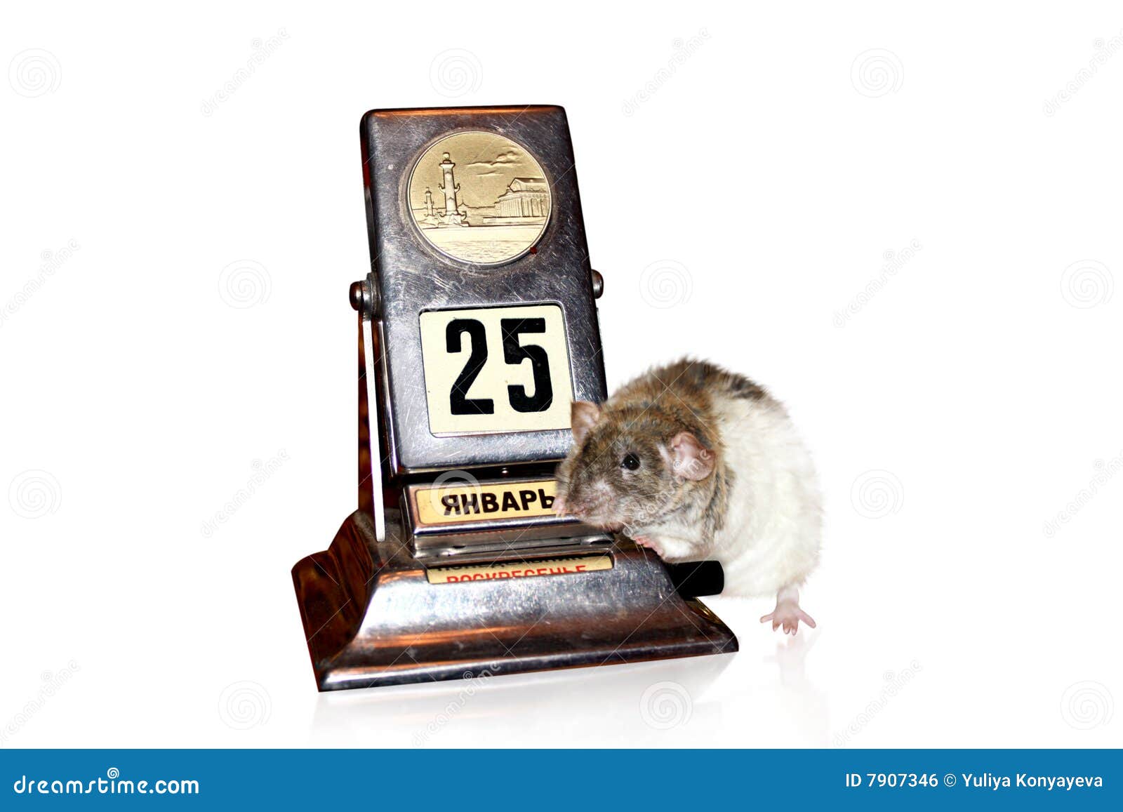 Rat and calendar stock photo. Image of calendar, fluffy - 7907346