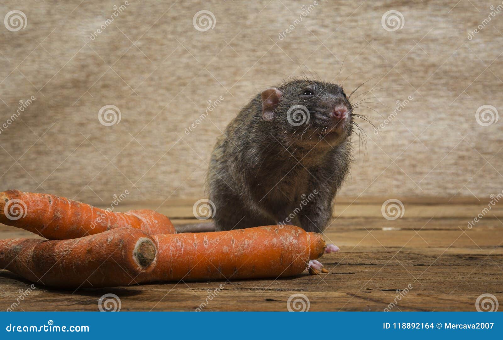 Rat eats a carrot. stock photo. Image of furry, pest 118892164
