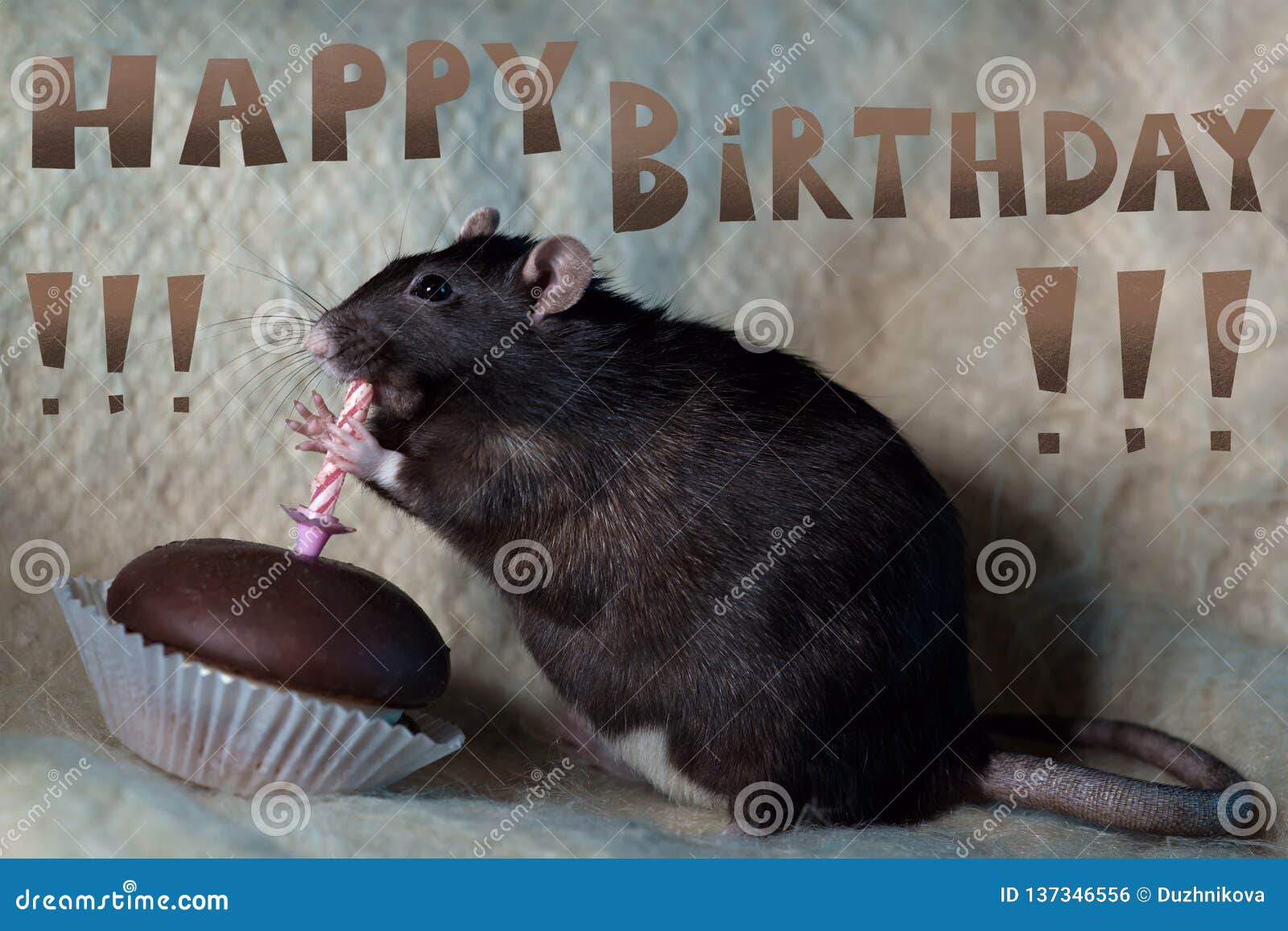 The Rat Celebrates His Birthday and Eats a Cake Stock Photo Image of