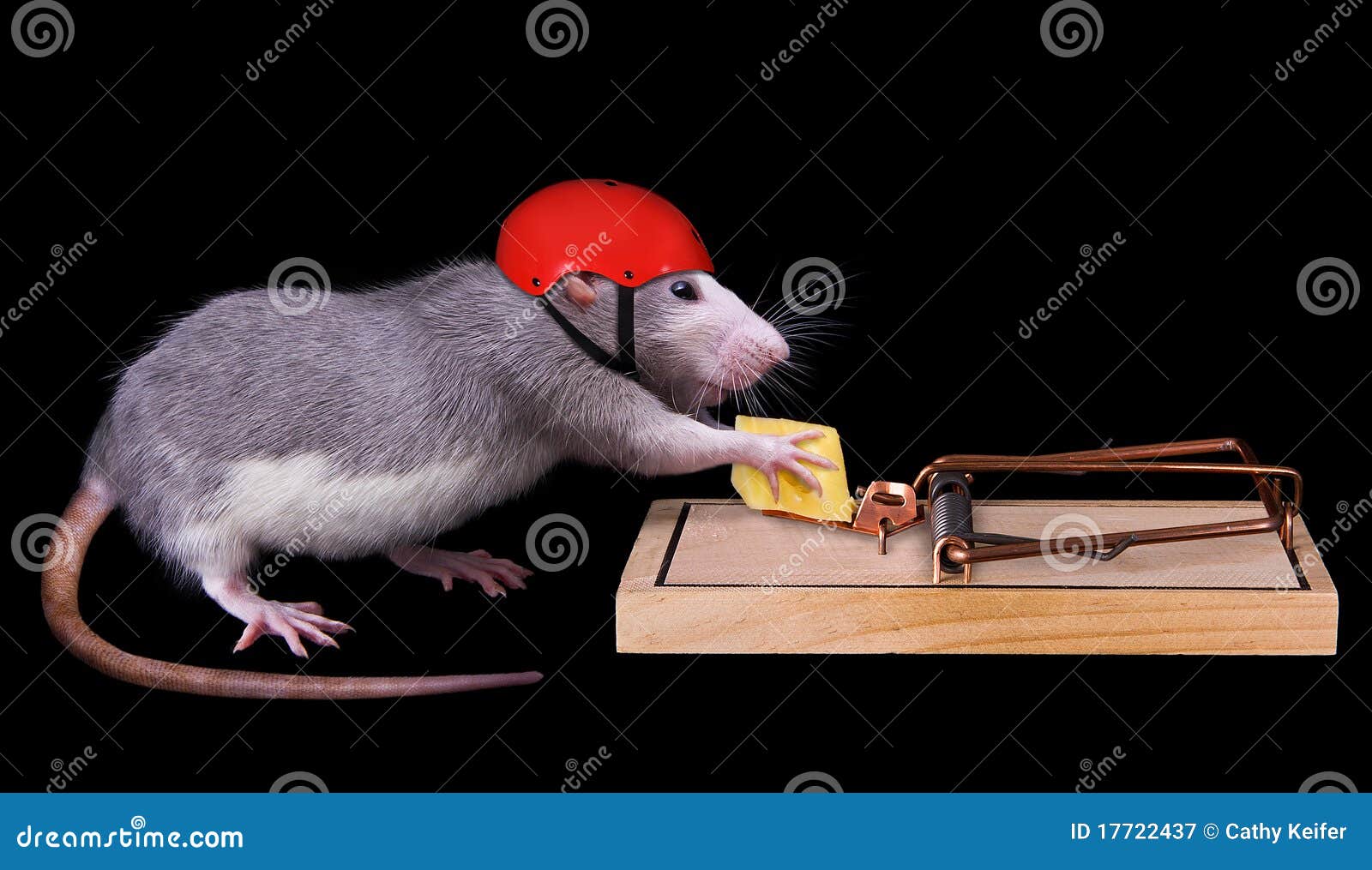 Rat cheating death stock image. Image of isolated, furry 17722437