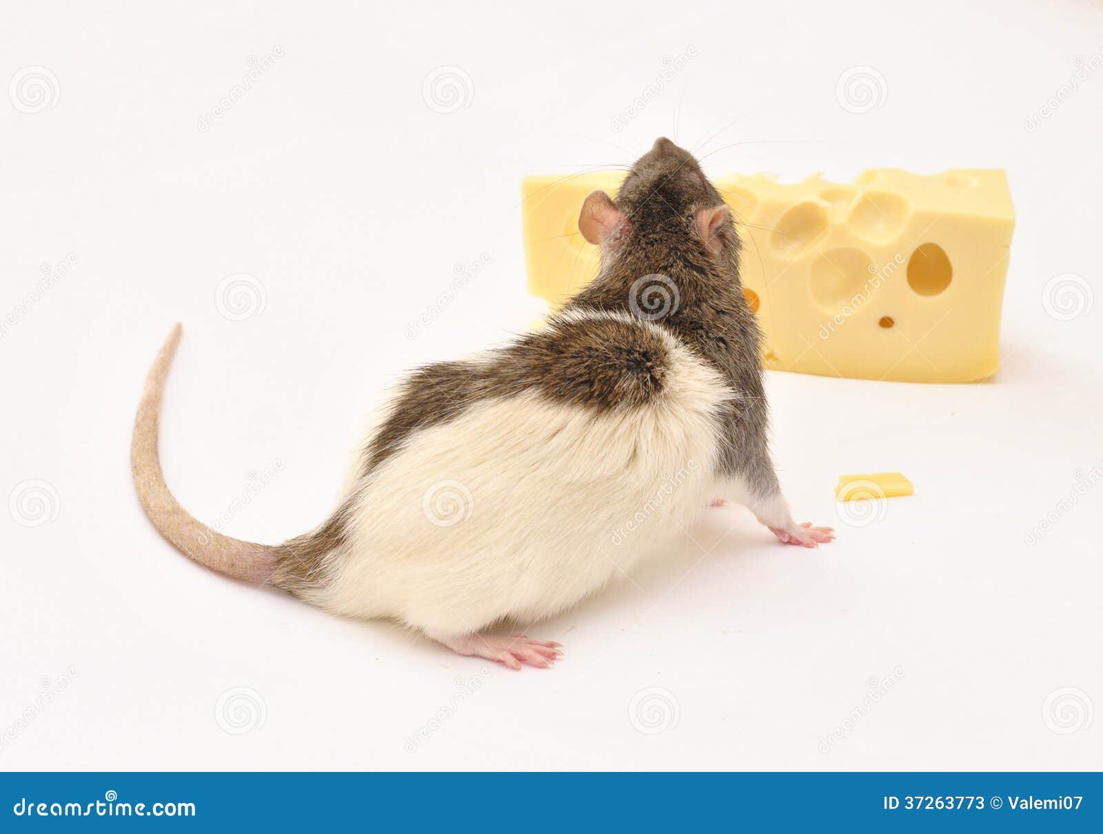 Rat and cheese stock image. Image of movement, holes 37263773