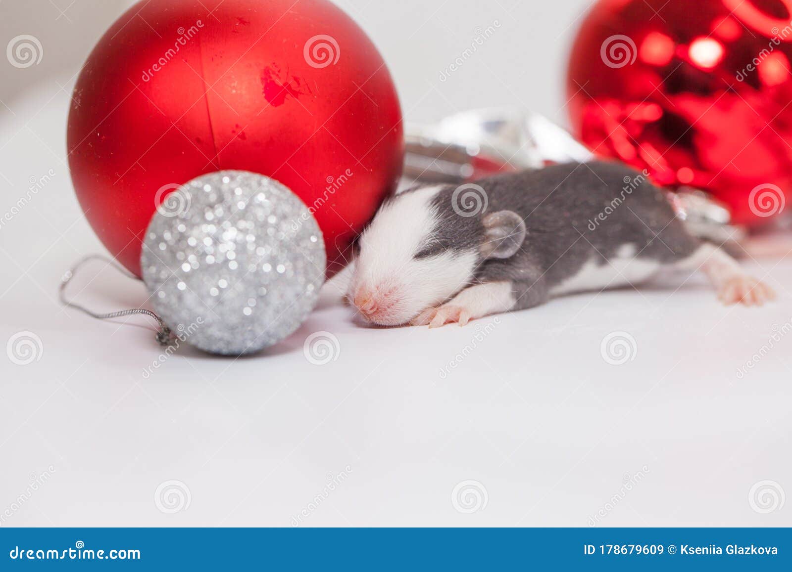 Rat among the Christmas Decorations. Cute Little Stock Image Image of