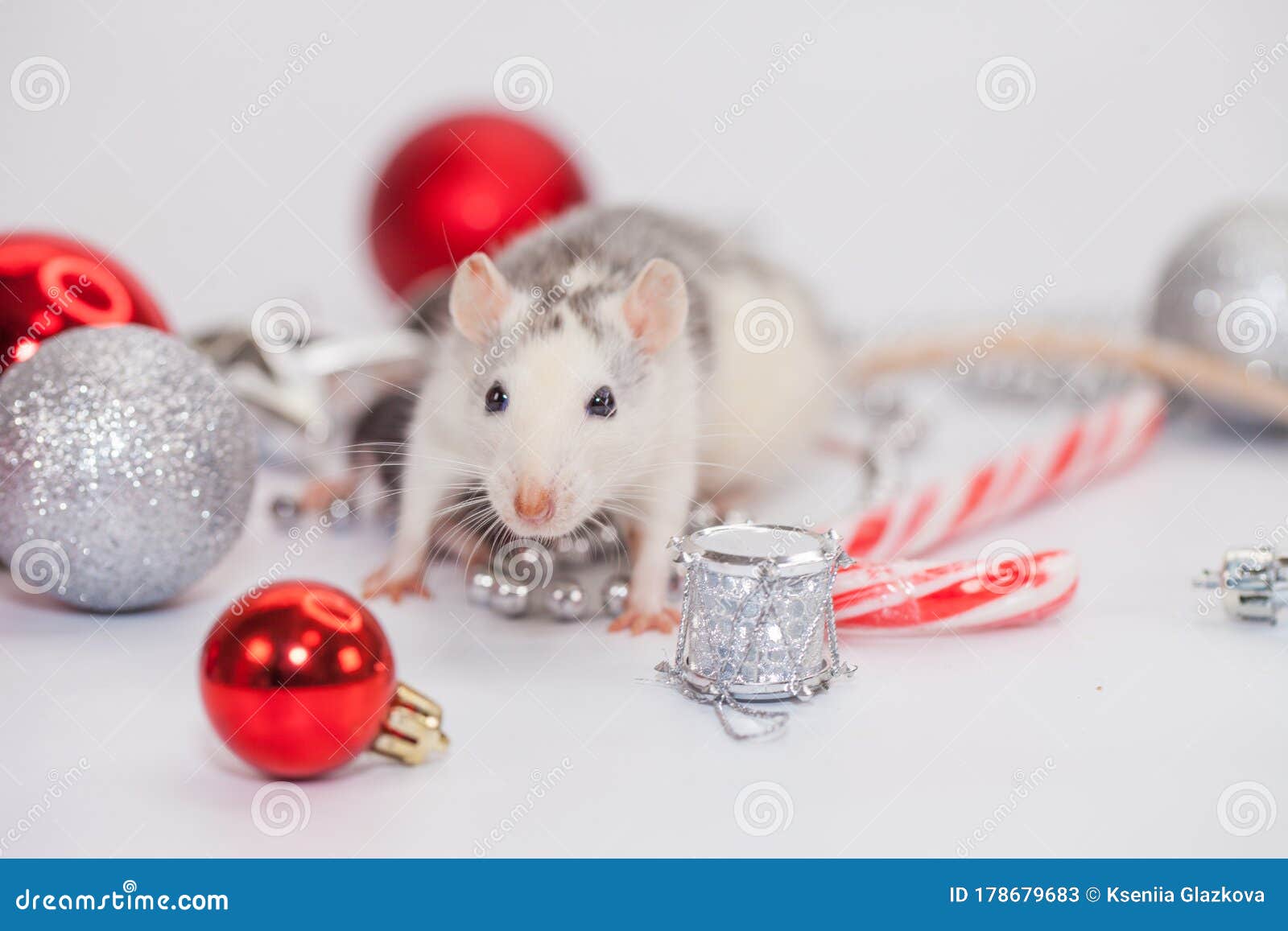 Rat among the Christmas Decorations. Cute Little Stock Image Image of