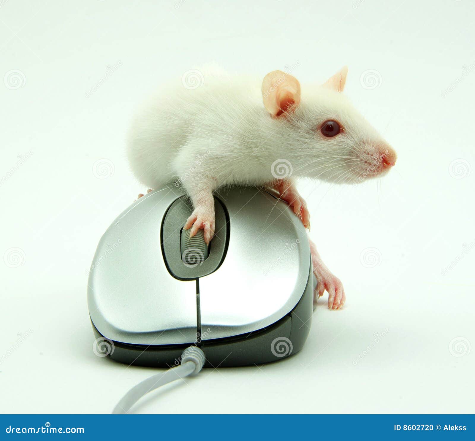 Rat On Computer Mouse Stock Photo - Image: 8602720