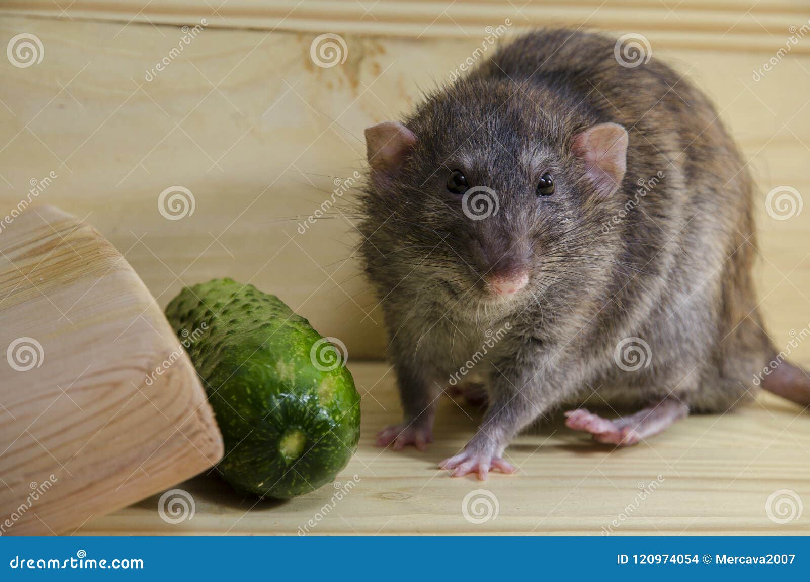 Rat and cucumber. stock photo. Image of nature, vegetable 120974054