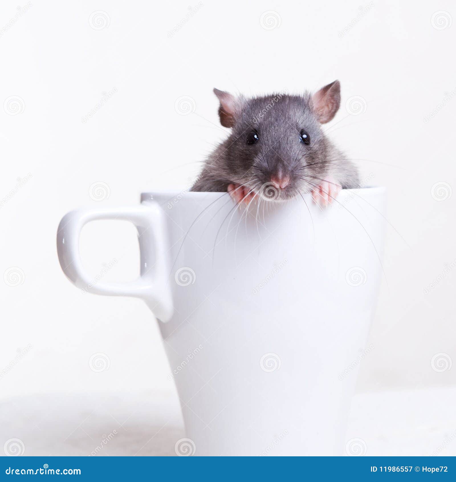 rat in a cup