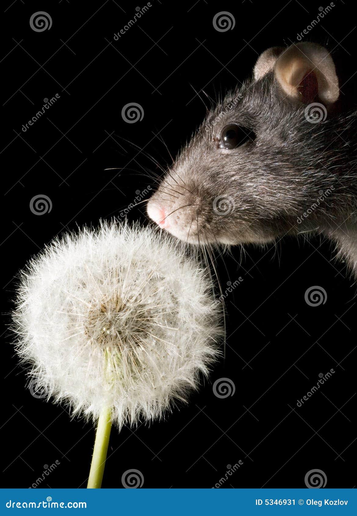 Rat and dandelion stock image. Image of mouse, grey, black 5346931